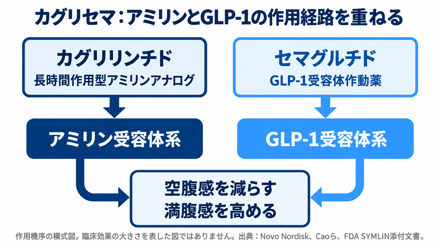 カグリセマのカグリリンチドとセマグルチドがアミリン受容体系とGLP-1受容体系に働く模式図。REDEFINE 1（68週）で検討された配合の作用機序。出典：Novo Nordisk、Caoら、FDA SYMLIN添付文書。