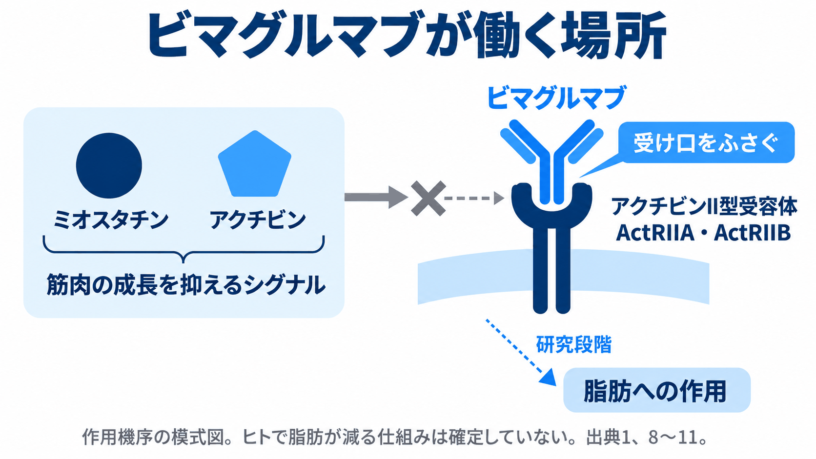 ビマグルマブがアクチビンII型受容体をふさぎ、ミオスタチン・アクチビンのシグナルを遮断する模式図。脂肪への作用は研究段階。出典1・8〜11。